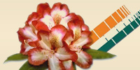 Wuloplant: uw rhododendron specialist