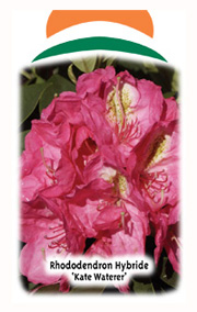 Wuloplant: specialiteit Rhododendron